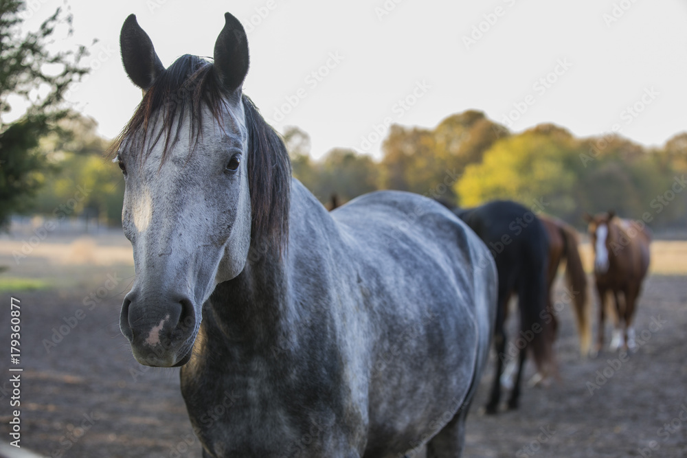 Naklejka premium Grey paint horse