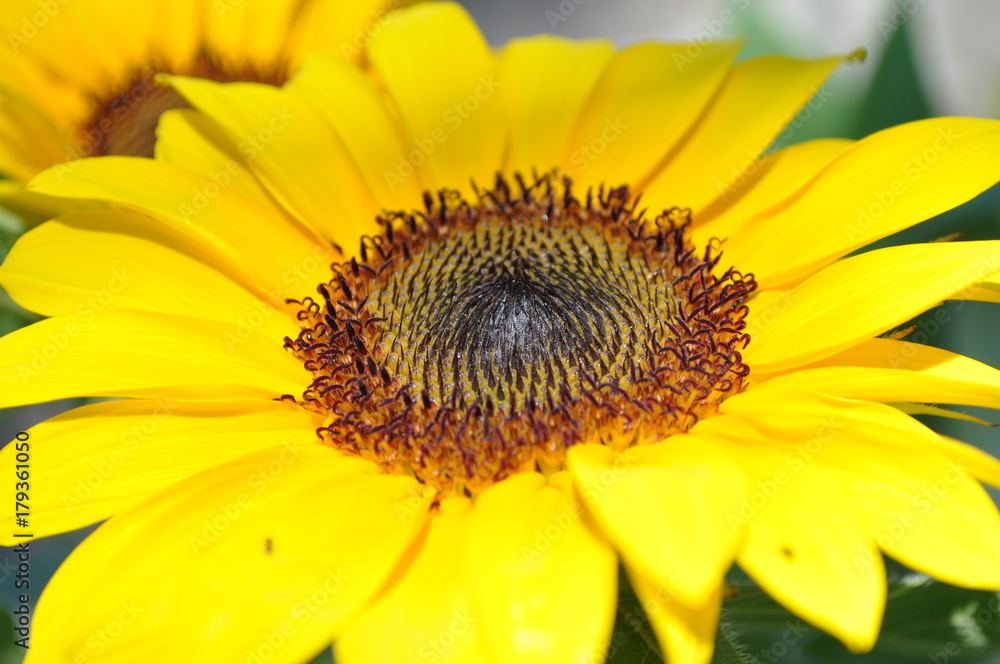 Obraz premium Sunflower