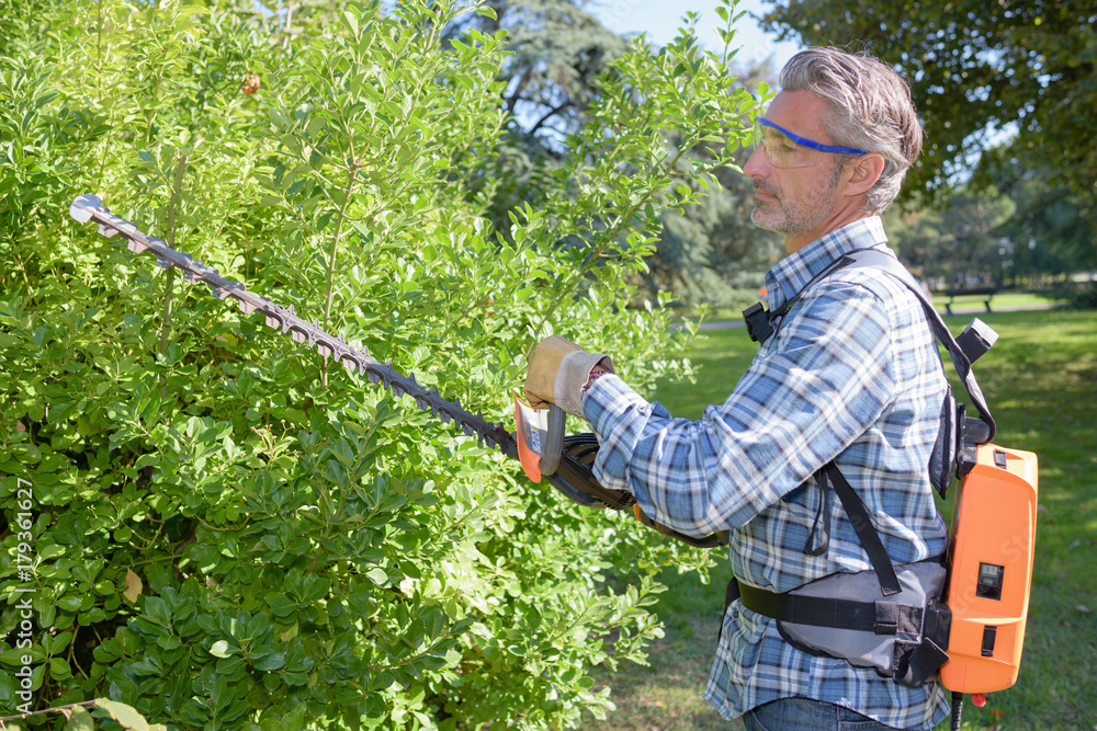 Obraz premium trimming the plant
