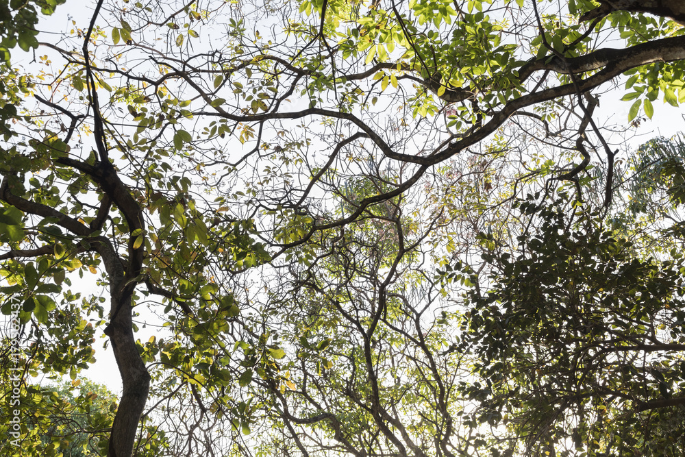 Obraz premium Tree viewed from bottom. Branches and leaves forming a beautiful image.