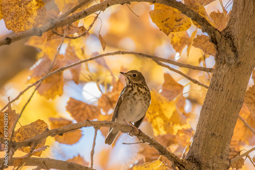 Hermit thrush in cottonwood tree showing fall colors in central New Mexico