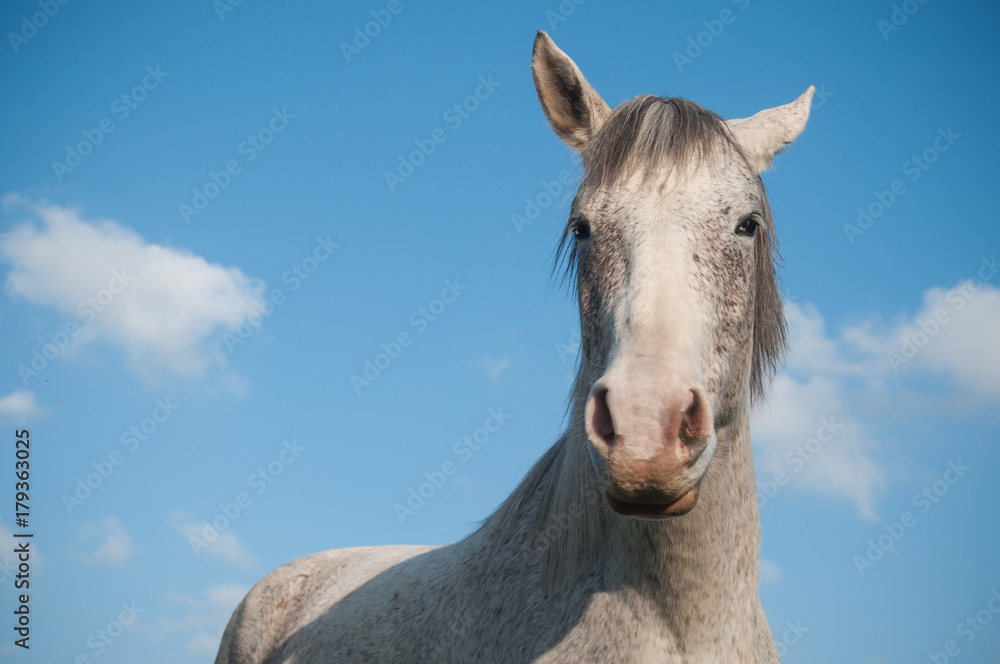 portrait de cheval gris dans une prairie