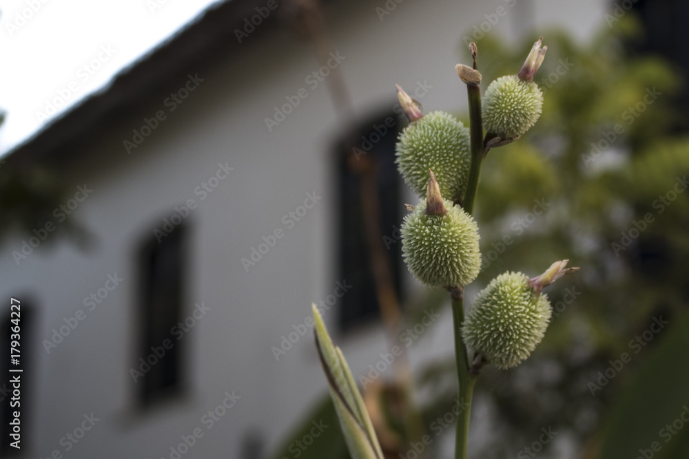 Little pineapples. Thorny flowers growing from branch. Little pineapples. Thorny flowers growing from branch.