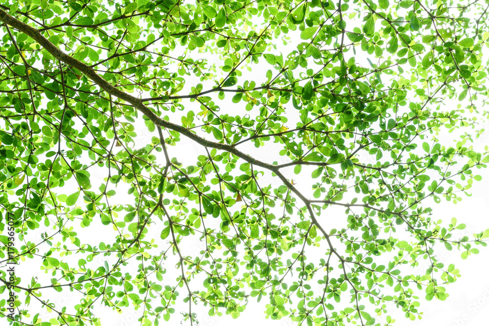 Tree branch with green leaves isolated on white background
