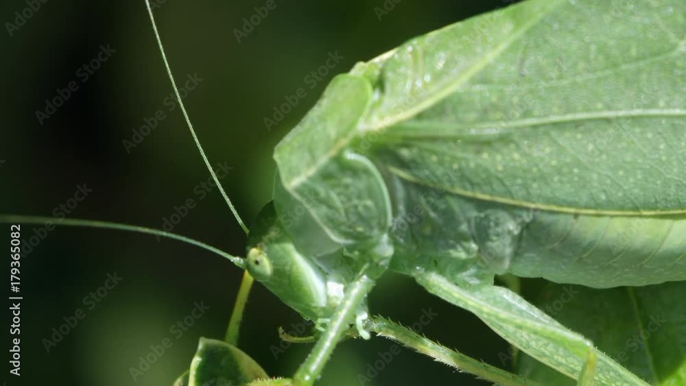 Macro of Katydid cleaning its back leg. Macro of Katydid cleaning its back leg.