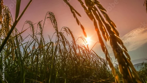 The grain is swinging when the wind blows.