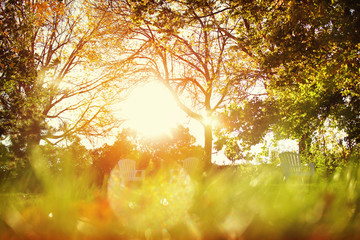 Sunlight shining in a backyard, blurred foreground