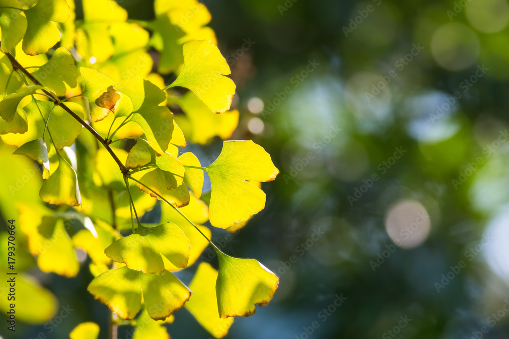 ginkgo leaves in autumn