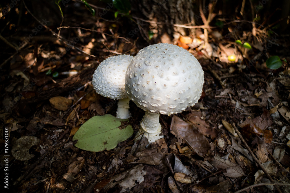 白いキノコ Stock 写真 Adobe Stock