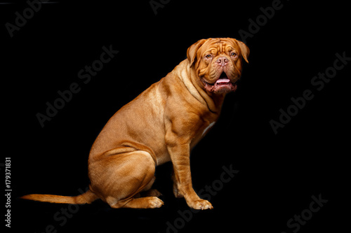 beautiful bordeaux dogue dog