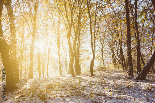 autumn winter landscape, the rays of the rising sun and the first snow in the autumn forest
