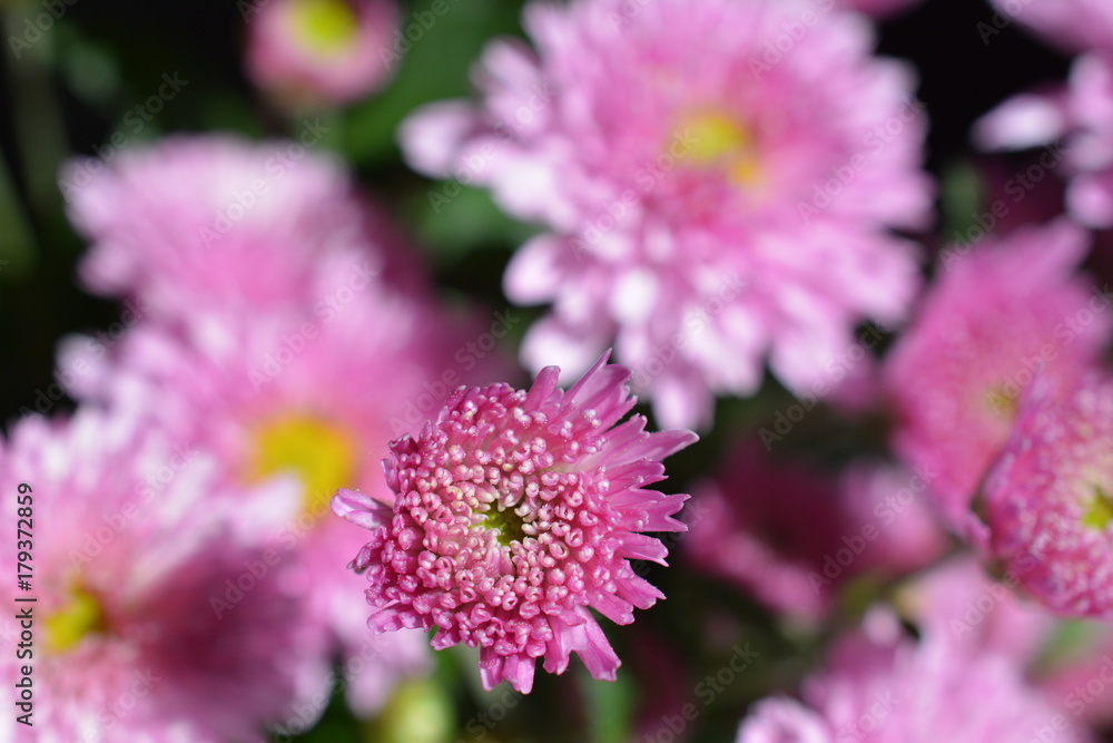 秋、満開の小菊