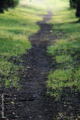 Small trackway ovegrown wiht green grass photo