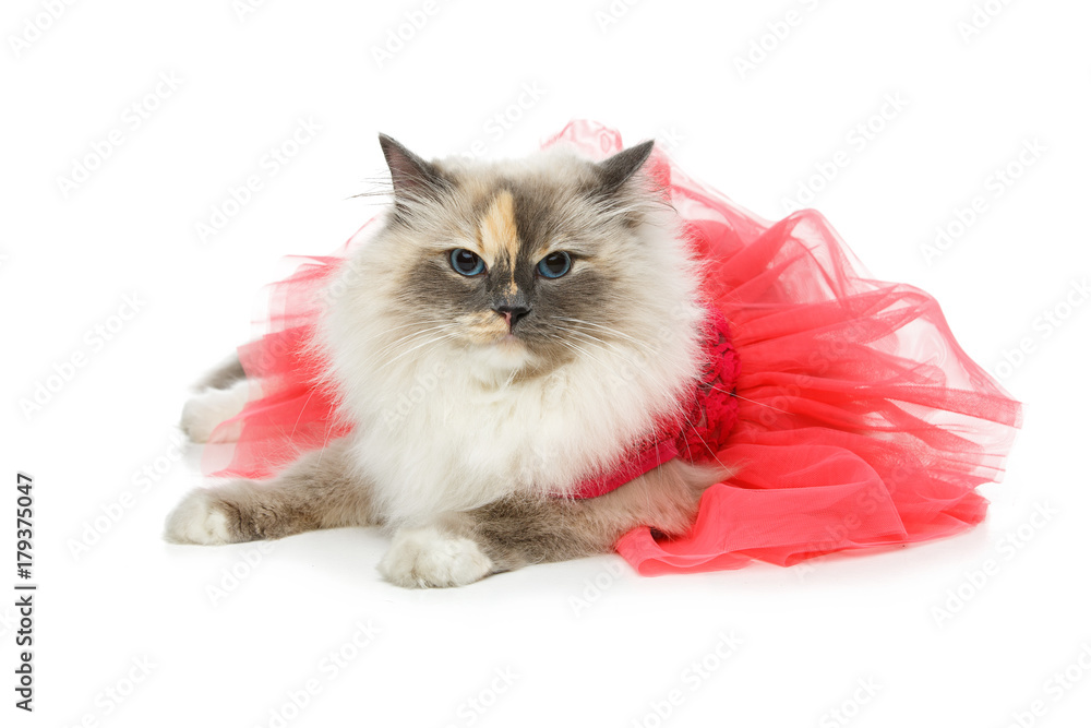 beautiful birma cat in pink dress beautiful birma cat in pink dress
