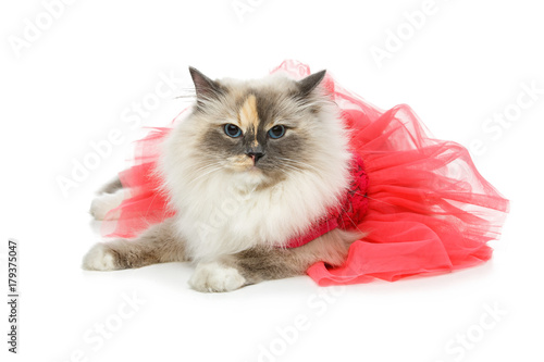 Fototapeta Naklejka Na Ścianę i Meble -  beautiful birma cat in pink dress
