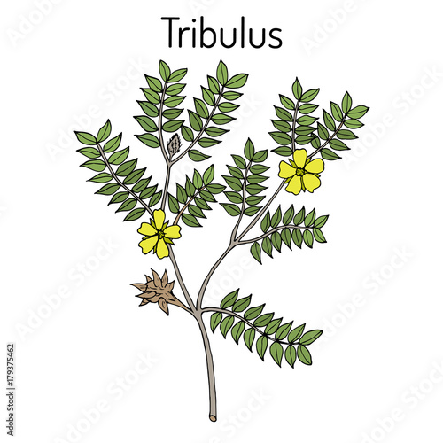 Bullhead Tribulus terrestris , medicinal plant photo