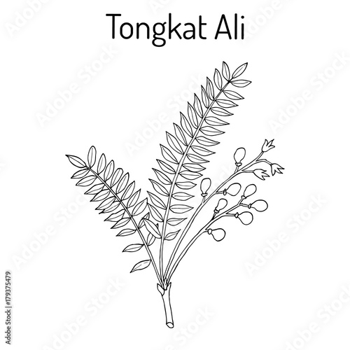 Tongkat Ali Eurycoma longifolia , or Pasak Bumi, medicinal plant.
