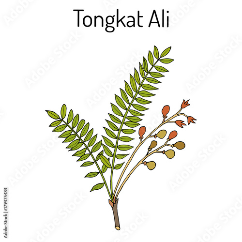 Tongkat Ali Eurycoma longifolia , or Pasak Bumi, medicinal plant.