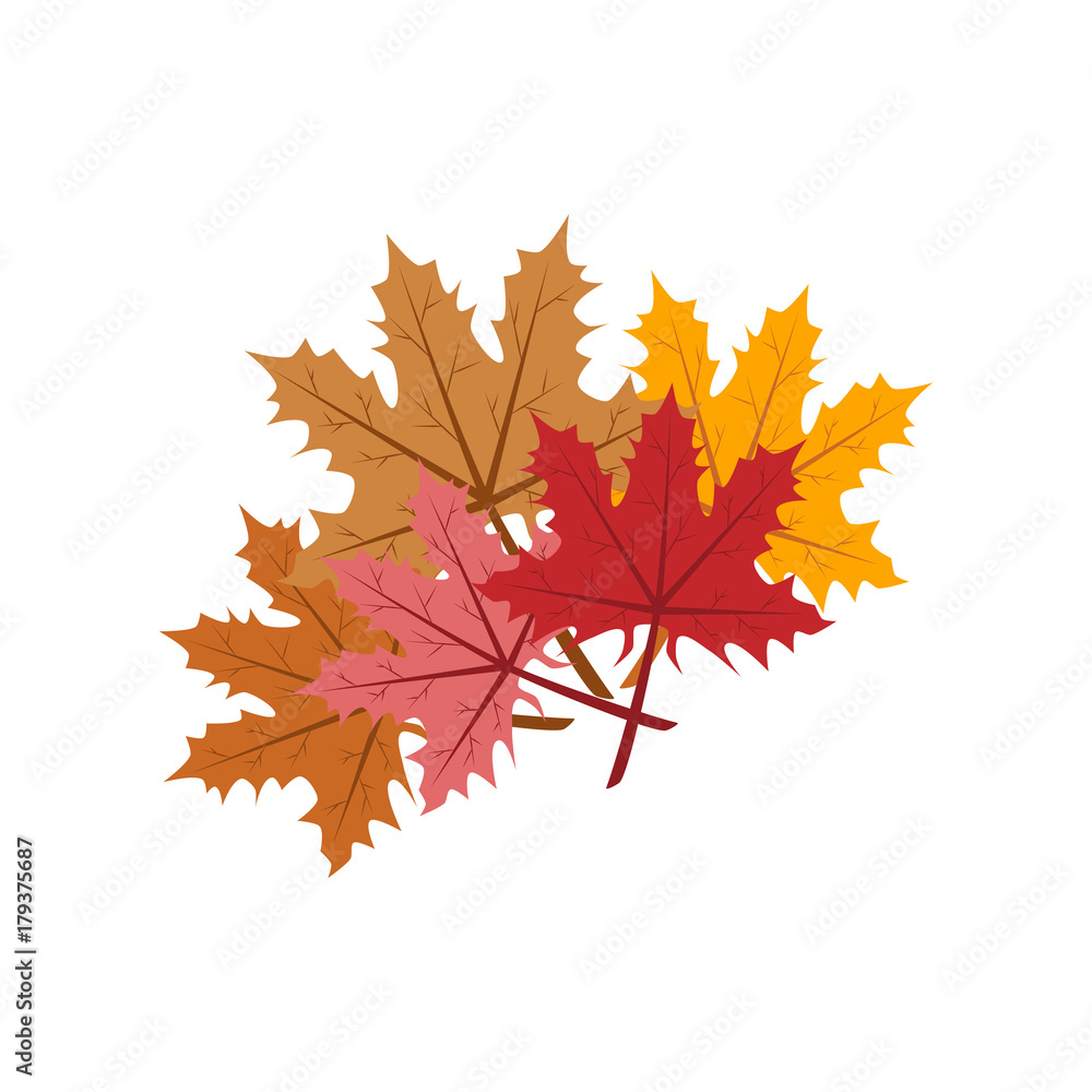 Maple leaf illustration