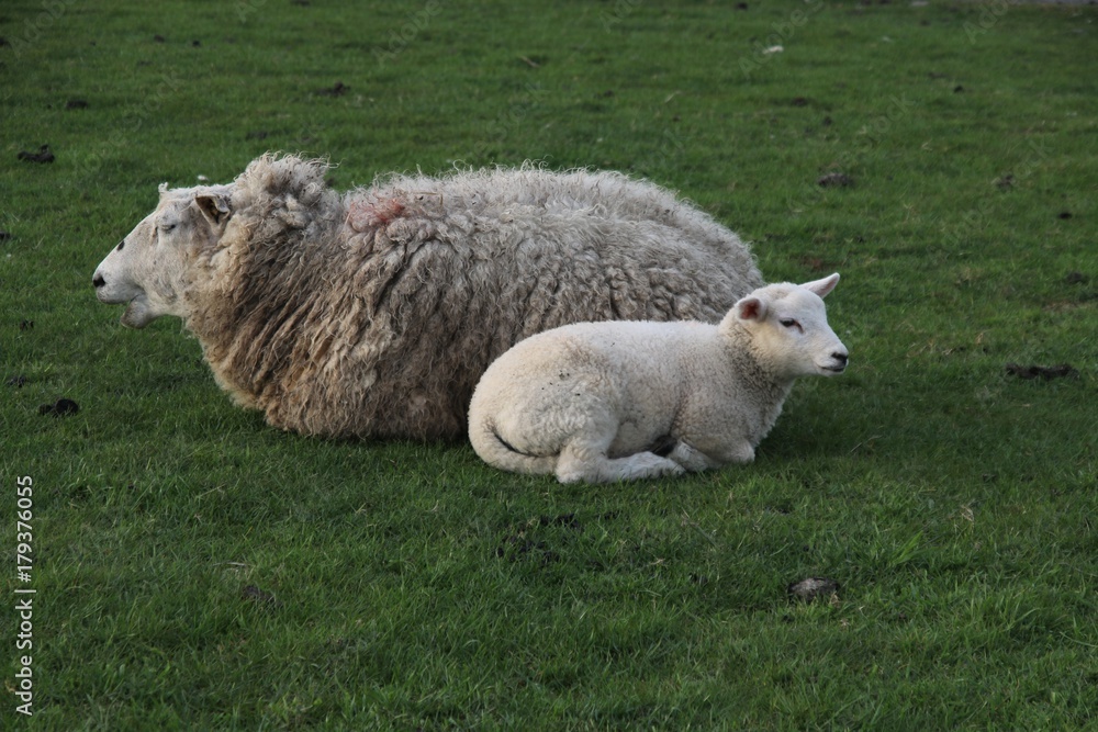 Obraz premium Zweisamkeit, Schaf mit Lamm auf dem Deich