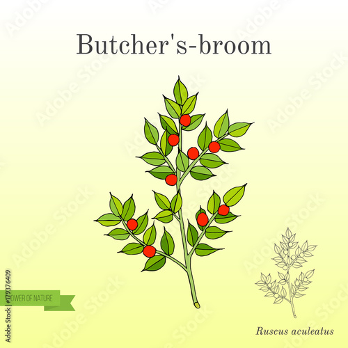 Butcher s broom Ruscus aculeatus , or Knee Holly, Christmas Berry - evergreen plant