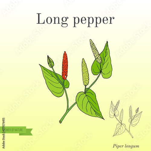 Ayurvedic plant Long pepper, pippali