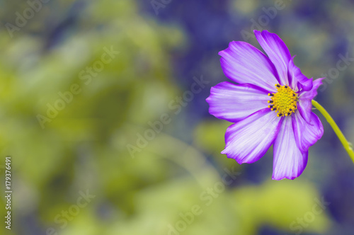 A lonely purple flower on a blurred background. Selective focus