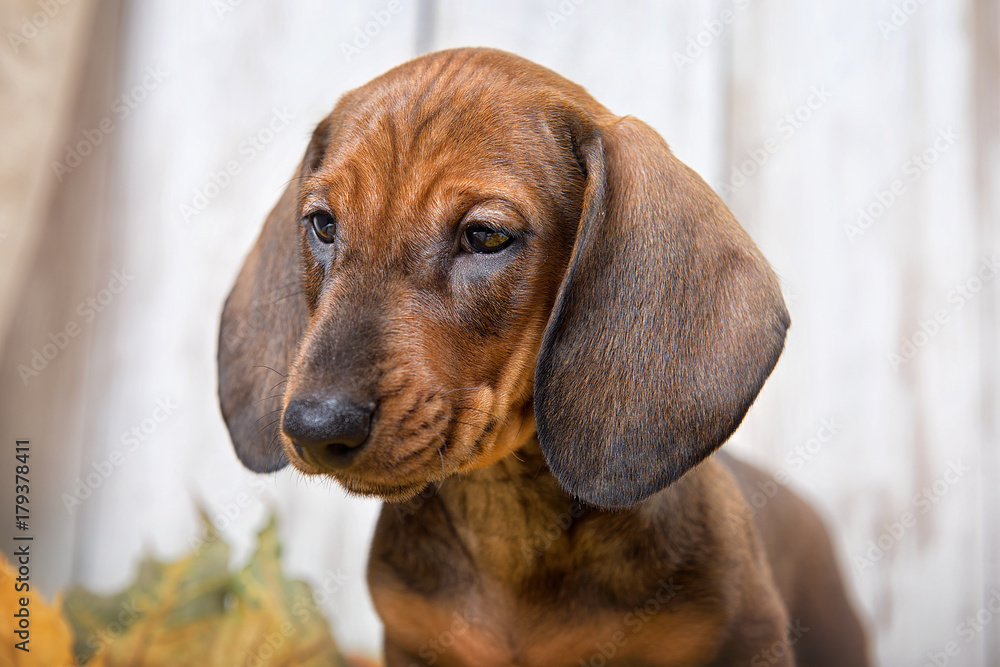 Portrait of a Dachshund puppy on bright wooden background close-up