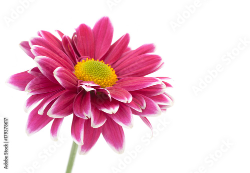 Purple chrysanthemum flower closeup