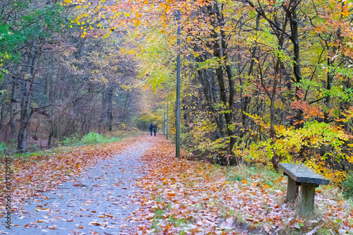 Autumn Danish Forest in November in Viborg, Denmark