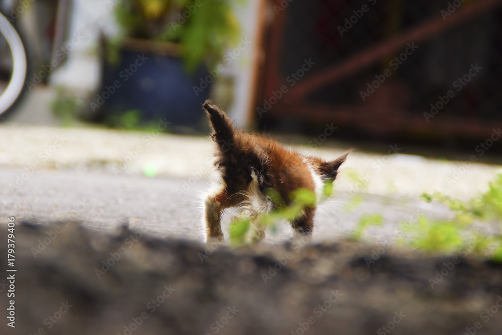 Homeless Cat Walking On The Street Homeless Cat Walking On The Street
