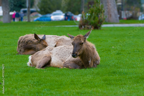 Elk in Yellowstone © macs