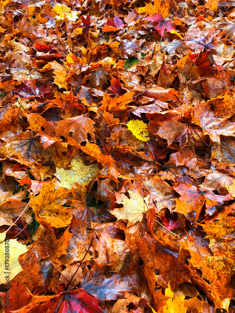 Hundreds of wet maple leaves on ground.