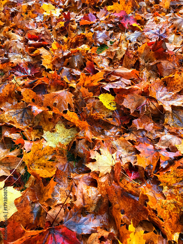 Hundreds of wet maple leaves on ground. Hundreds of wet maple leaves on ground.