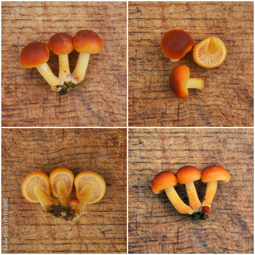 flammulina velutipes, enokitake mushroom photo