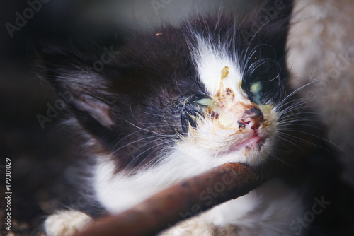 Small Homeless Street Kitten With Eye Damage As A Symptom Of Herpes Cats Was Sitting On The Ground