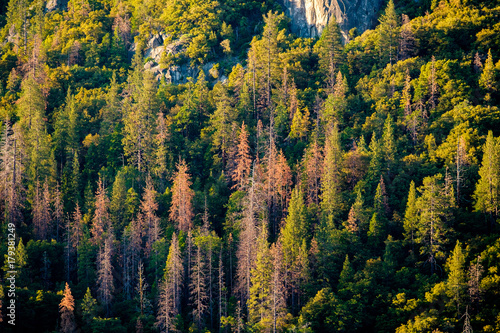 Pine forest at Yosemite National Park