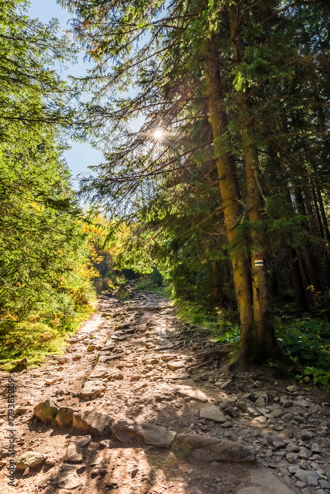 Fototapeta premium Colorful forest in Tatra mountains at sunrise in Poland