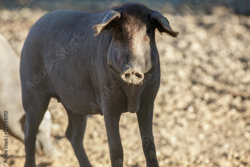 Iberian pig