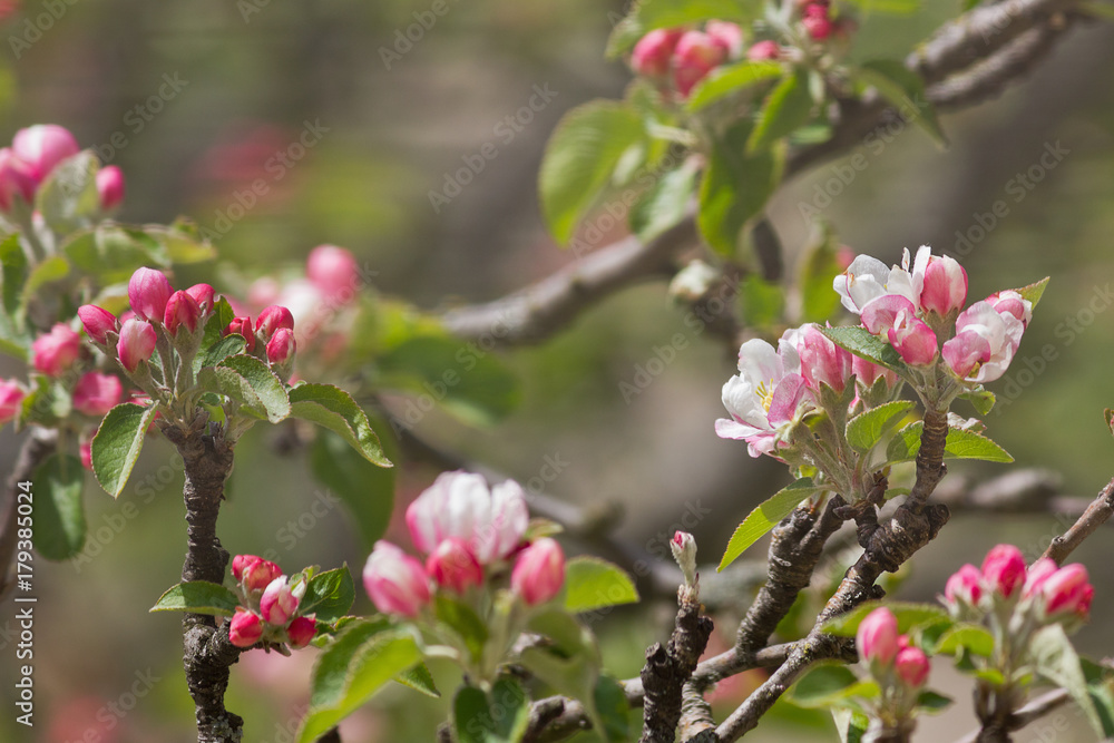 Blossoming white-pink flowers of an apple-tree closeup Blossoming white-pink flowers of an apple-tree closeup