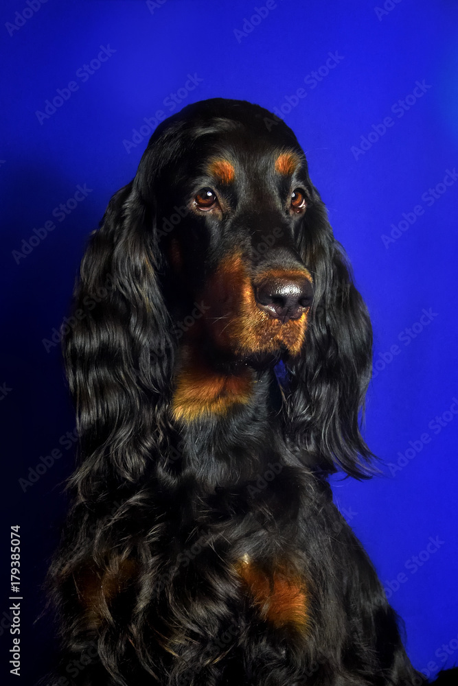 Scottish Gordon setter sitting in Studio on blue background. Funny portrait of a black dog on a postcard Scottish Gordon setter sitting in Studio on blue background. Funny portrait of a black dog on a postcard