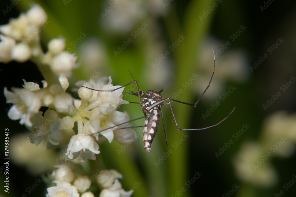 mosquito mosquito