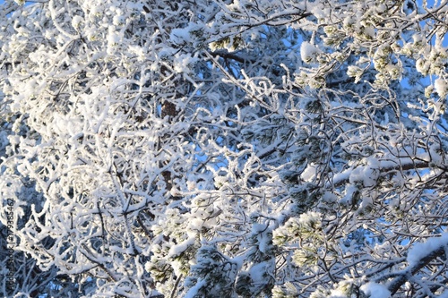 branches © Nataliya