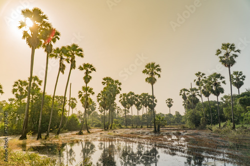 silhouette sugar palm tree and rice