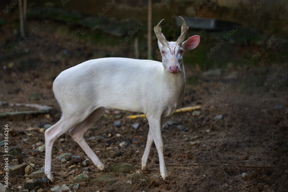 Obraz premium Image of an albino barking deer on nature background. Wild animals.