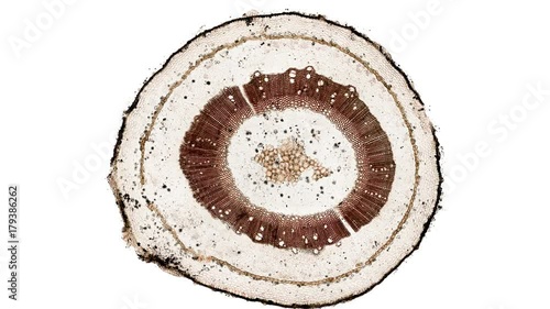 cross section cut of growing flower stem under the microscope