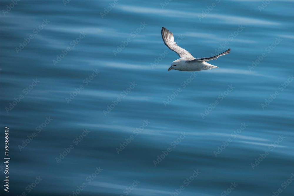 Goeland in flight over water