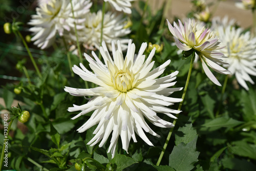 Fototapeta Naklejka Na Ścianę i Meble -  Dahlia cactus blanc en été au jardin