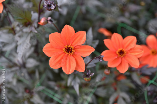 Fototapeta Naklejka Na Ścianę i Meble -  Dahlia rouge vermillon en été au jardin