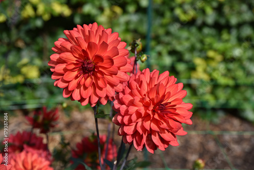 Fototapeta Naklejka Na Ścianę i Meble -  Dahlia rouge en été au jardin